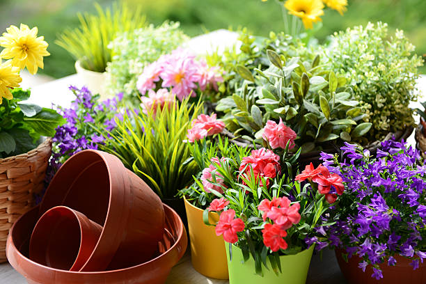 Plants