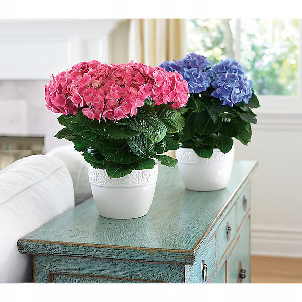Happy Hydrangea - Blue
