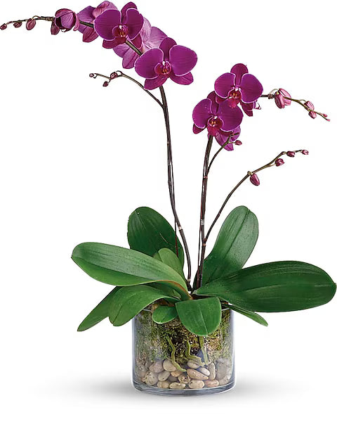 Purple orchids in a clear vase with pebbles