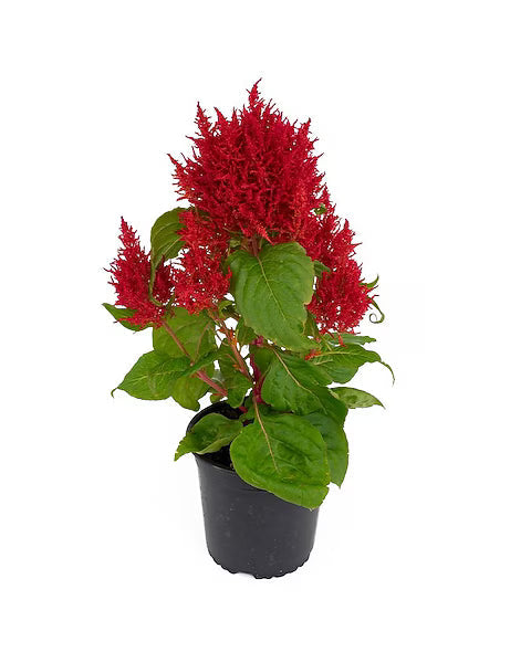 Red flowers and green leaves