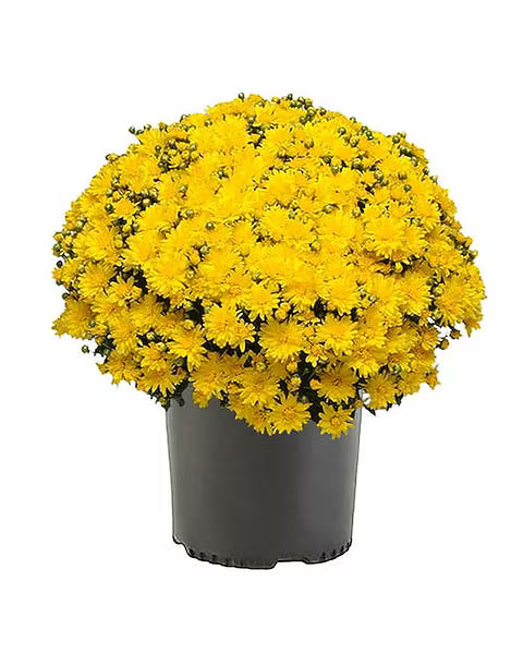 Potted plant with bright yellow flowers on a white background